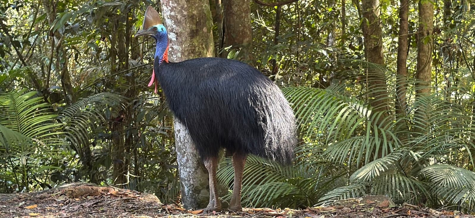 Kuranda Range Discovery