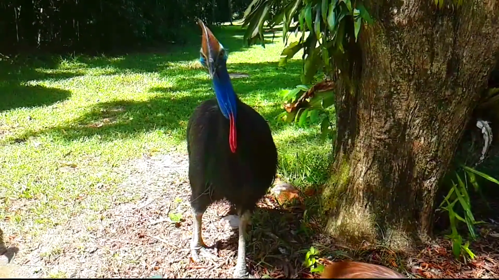 Southern Cassowary close-up in dappled sunlight