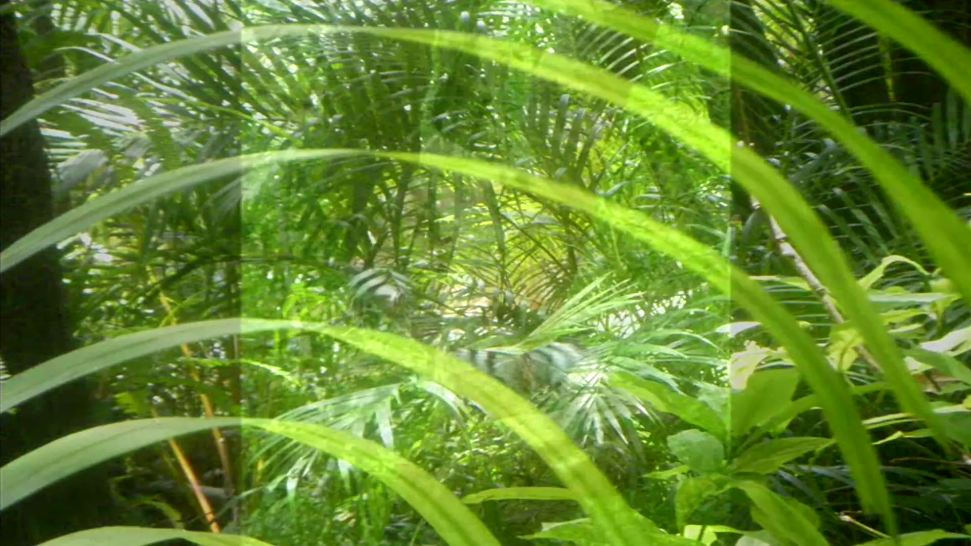 Lush rainforest palms and ferns